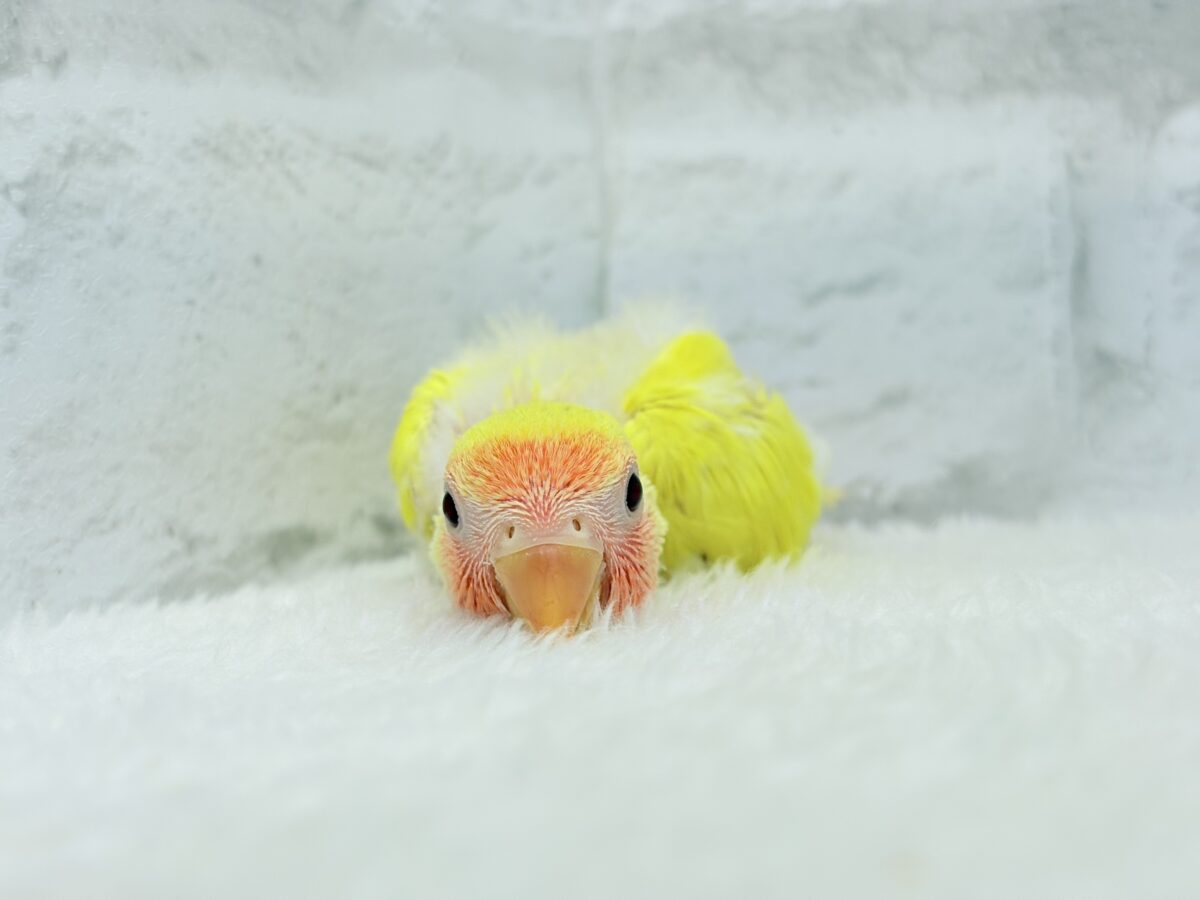 コザクラインコ（小桜インコ）