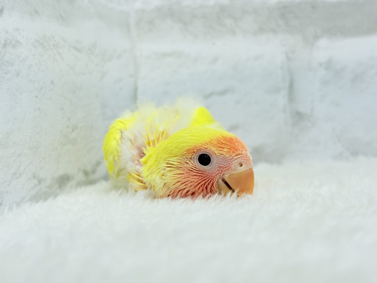 コザクラインコ（小桜インコ）