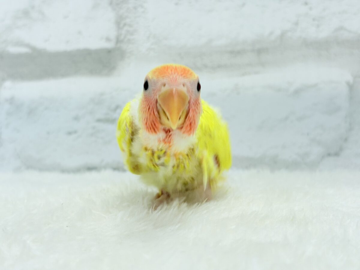 コザクラインコ（小桜インコ）