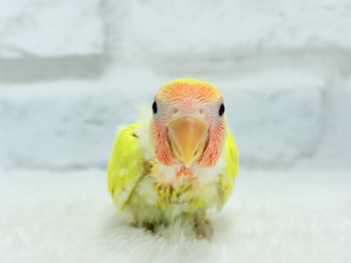 コザクラインコ（小桜インコ）