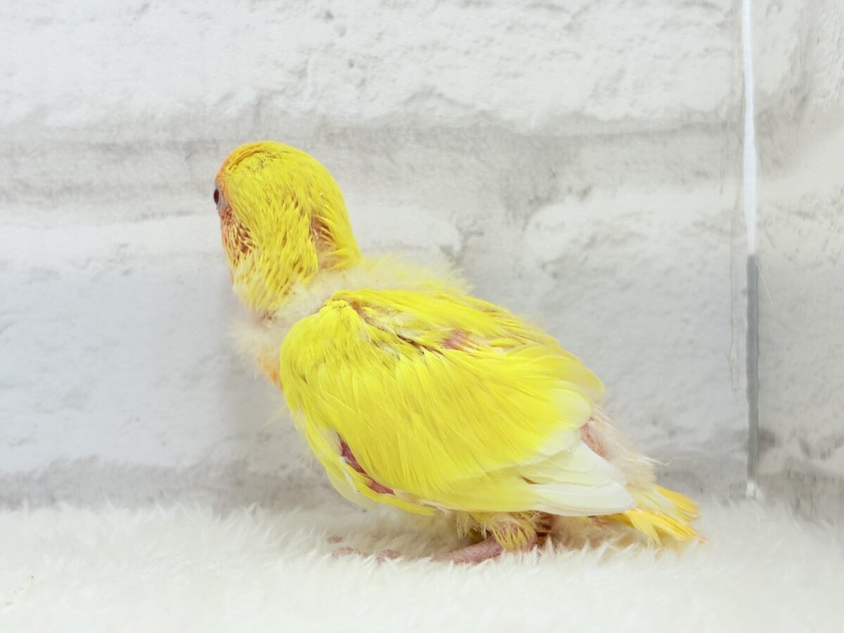 コザクラインコ（小桜インコ）