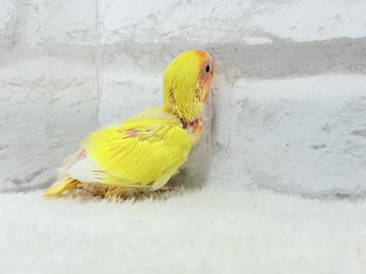 コザクラインコ（小桜インコ）