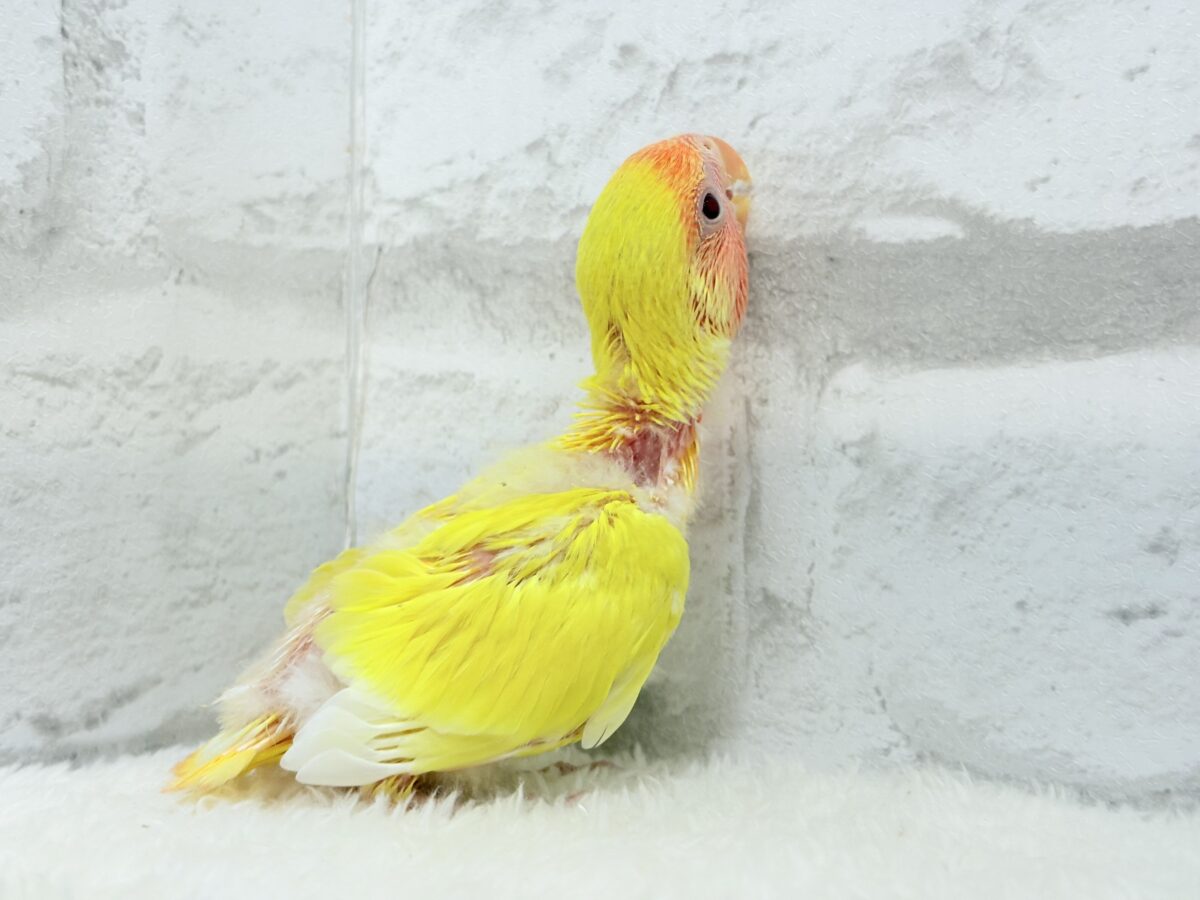 コザクラインコ（小桜インコ）