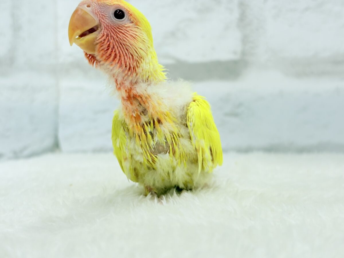 コザクラインコ（小桜インコ）