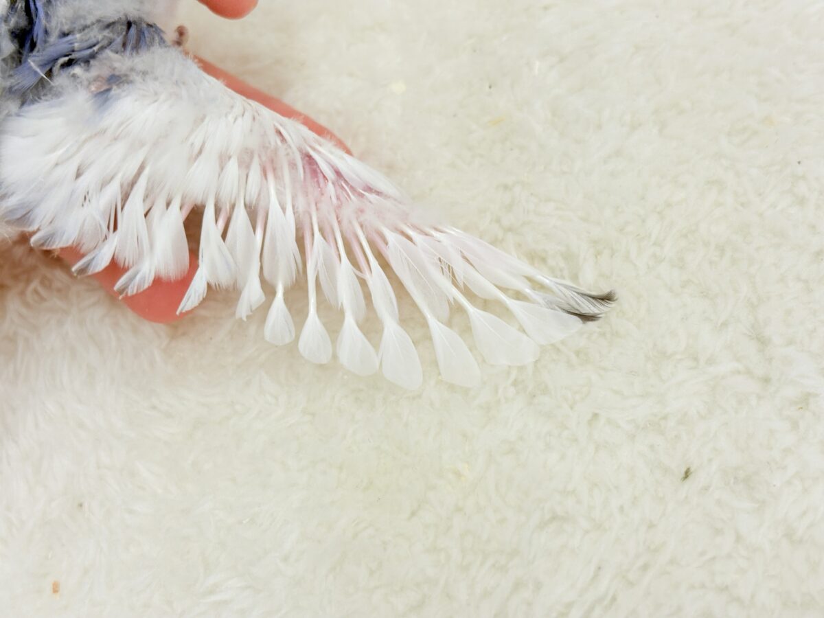 コザクラインコ（小桜インコ）