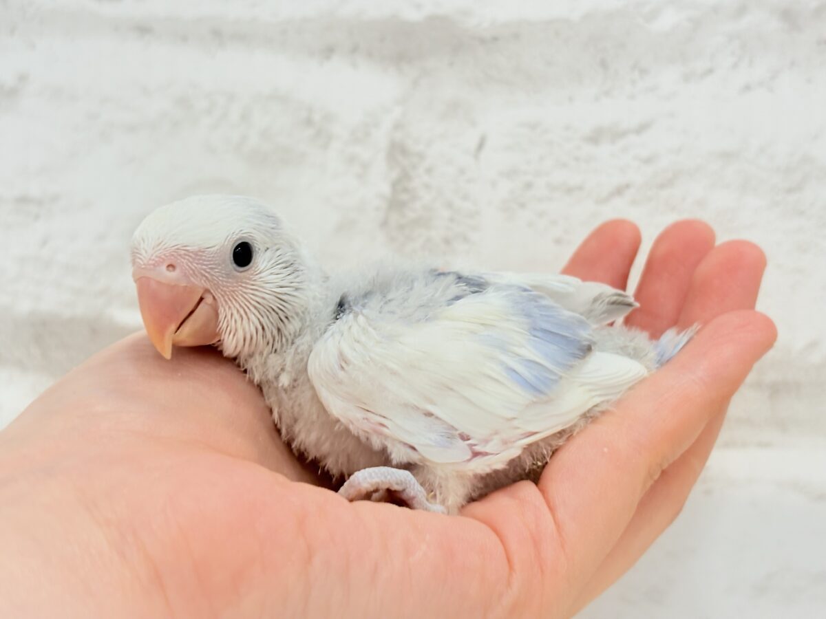 コザクラインコ（小桜インコ）