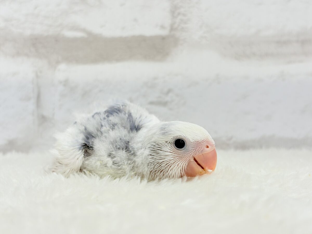 コザクラインコ（小桜インコ）