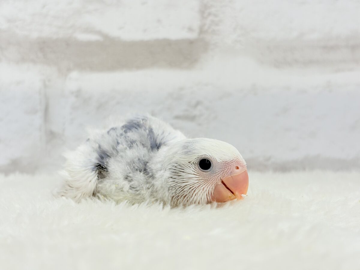 コザクラインコ（小桜インコ）