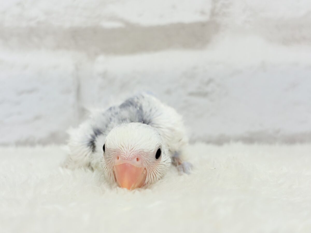 コザクラインコ（小桜インコ）