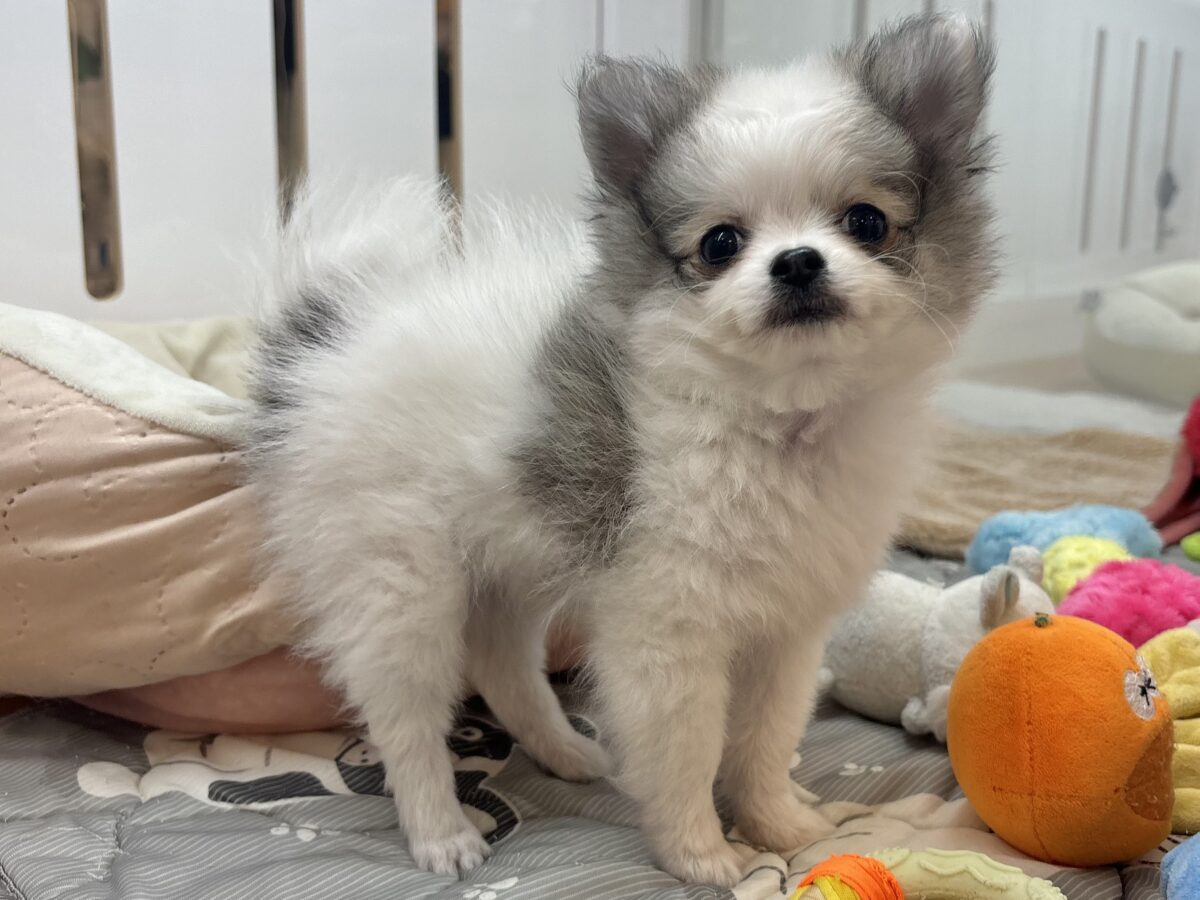 ポメチー（ポメチワ）