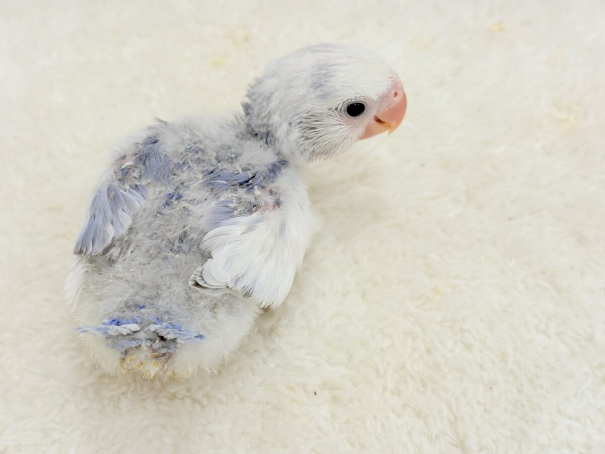 コザクラインコ（小桜インコ）