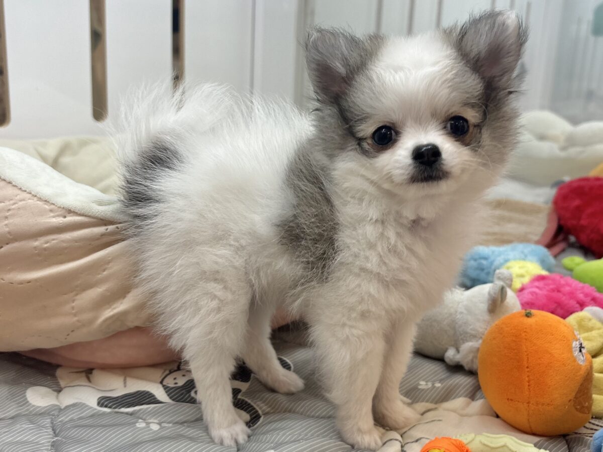 ポメチー（ポメチワ）