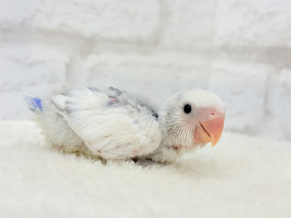 コザクラインコ（小桜インコ）