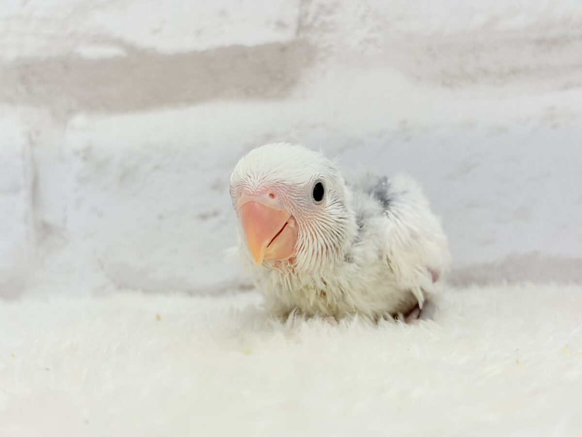 コザクラインコ（小桜インコ）
