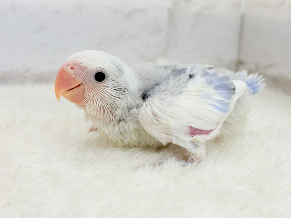 コザクラインコ（小桜インコ）