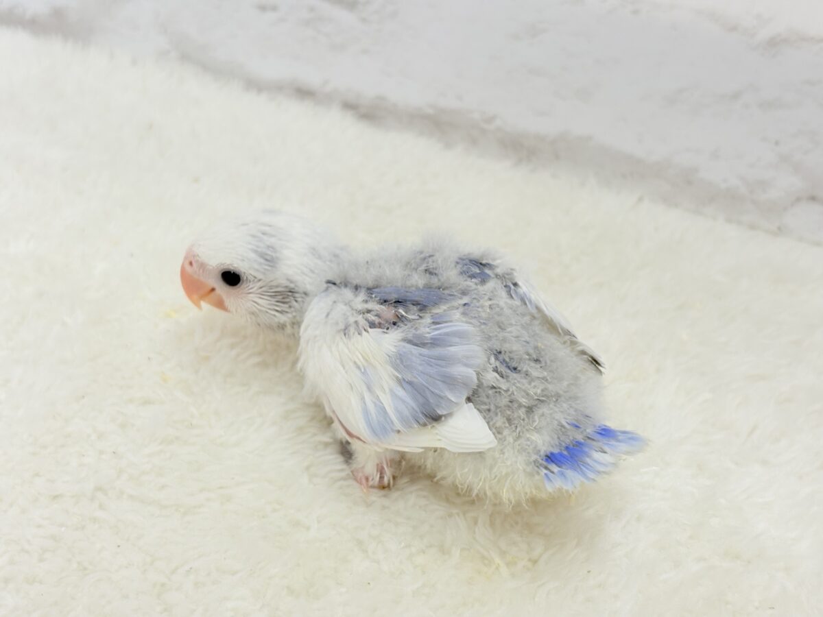 コザクラインコ（小桜インコ）