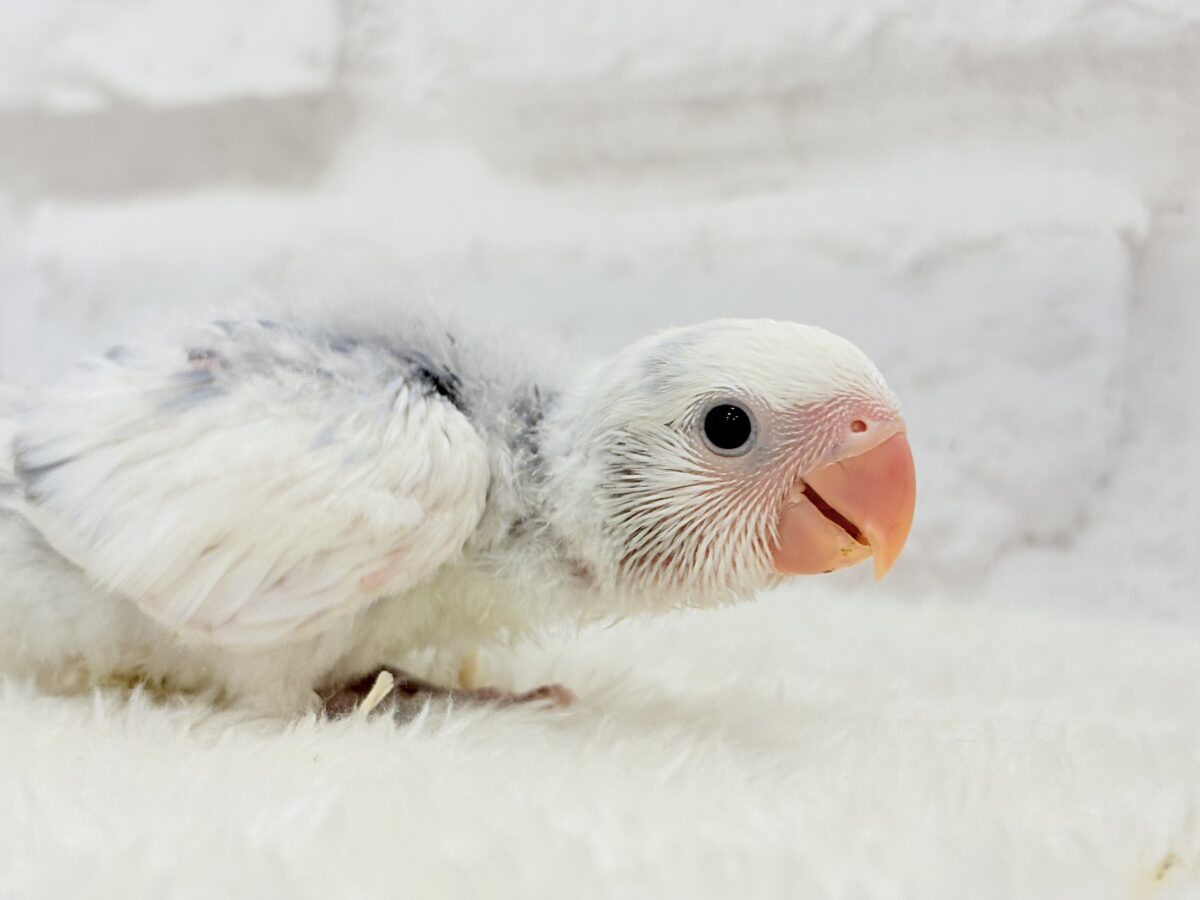 コザクラインコ（小桜インコ）