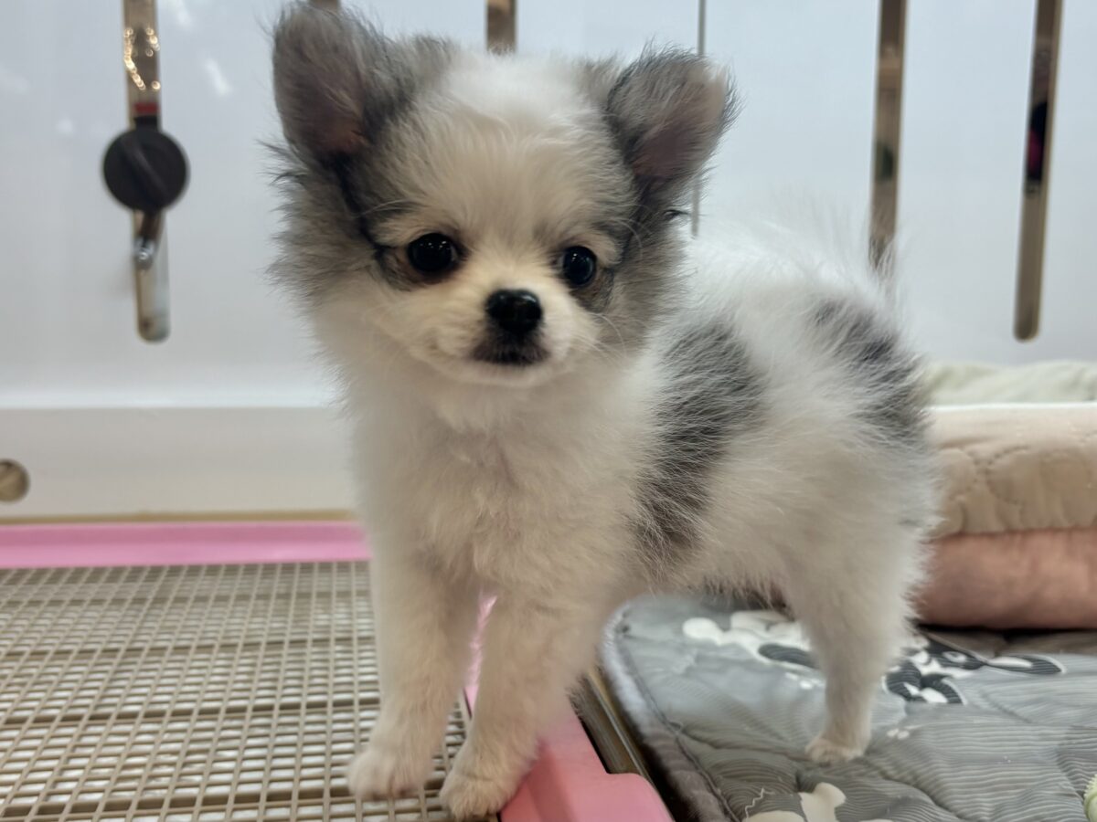 ポメチー（ポメチワ）