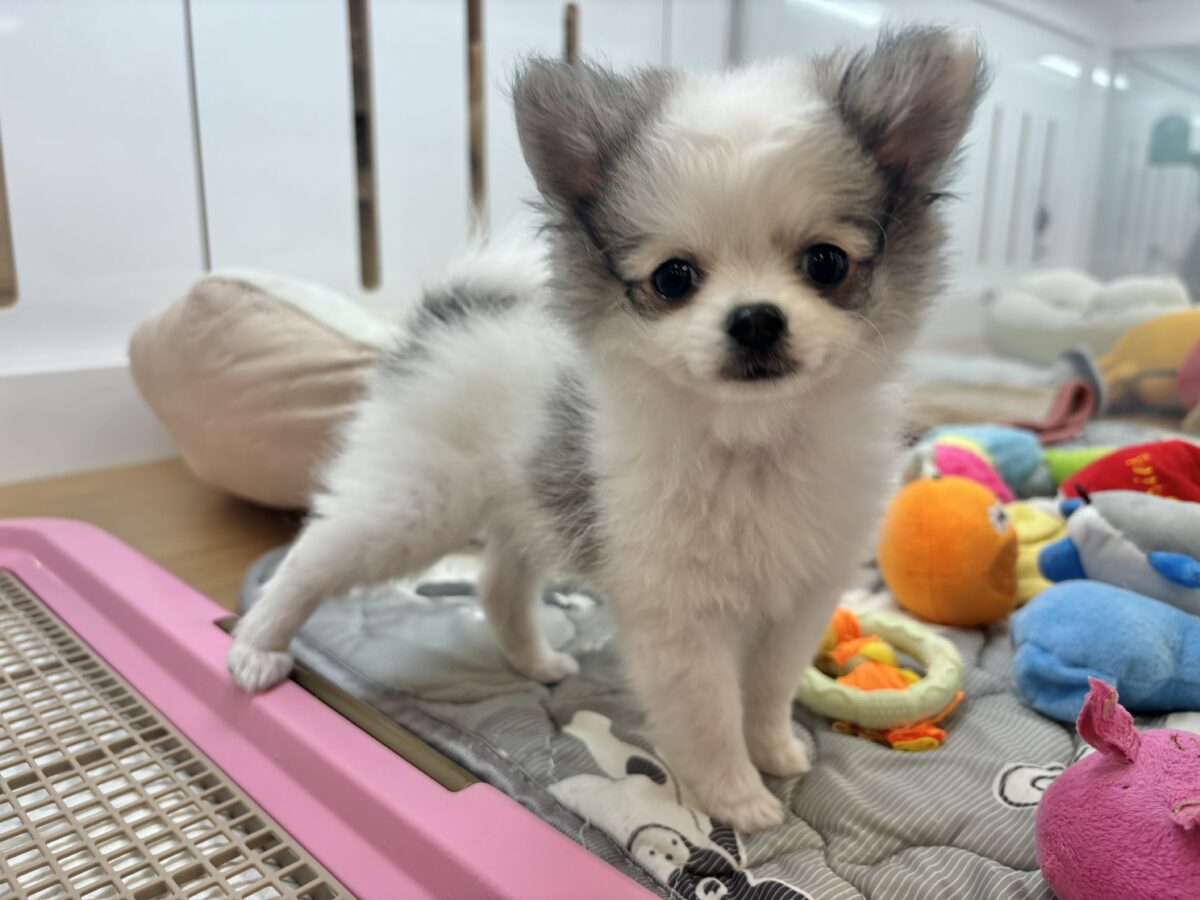 ポメチー（ポメチワ）
