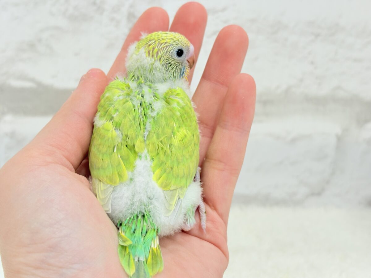 セキセイインコ