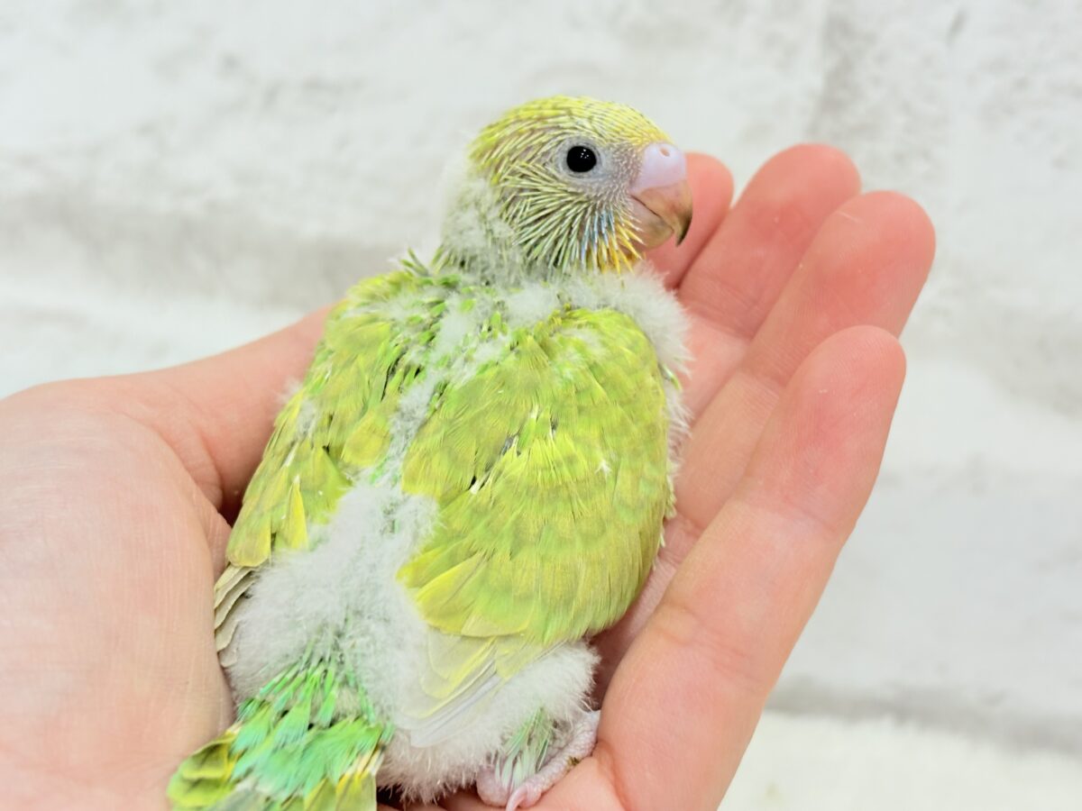 セキセイインコ