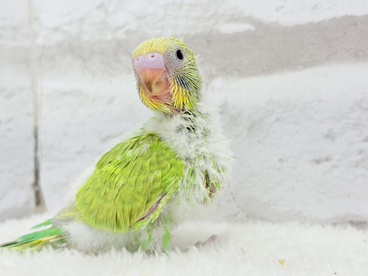 セキセイインコ