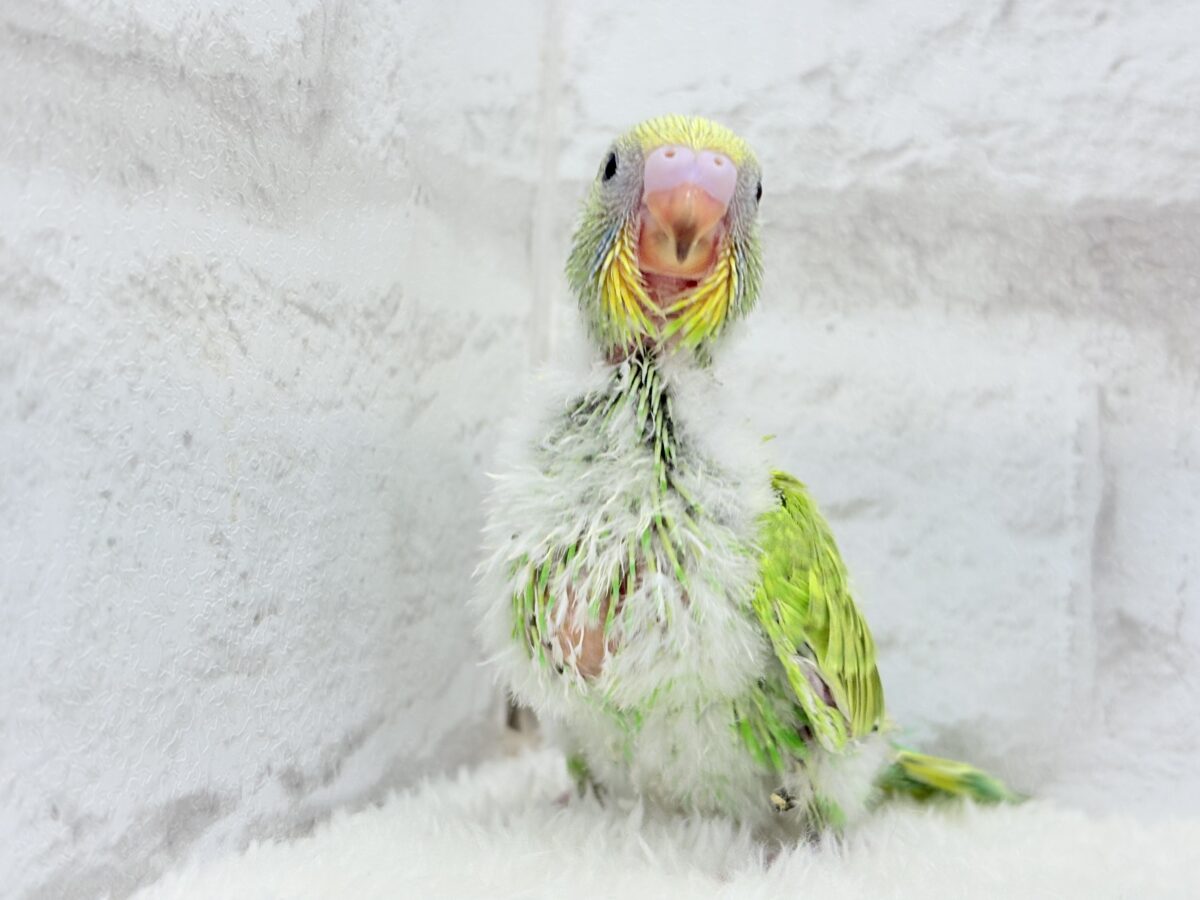 セキセイインコ