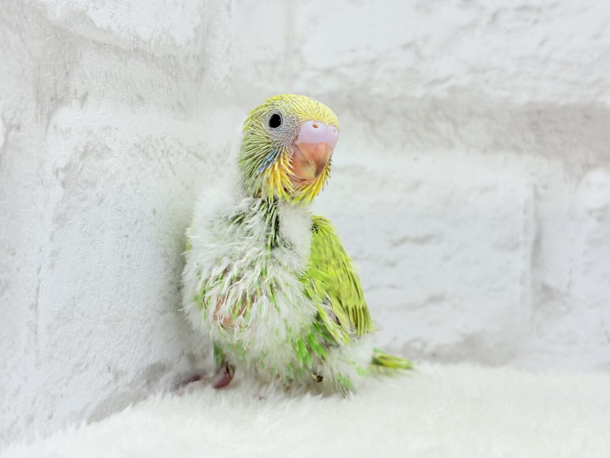 セキセイインコ