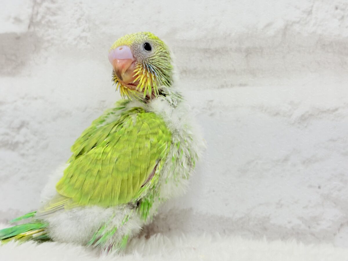 セキセイインコ
