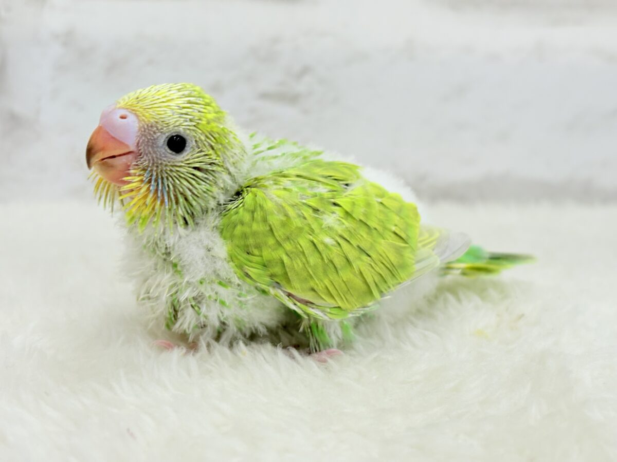 セキセイインコ