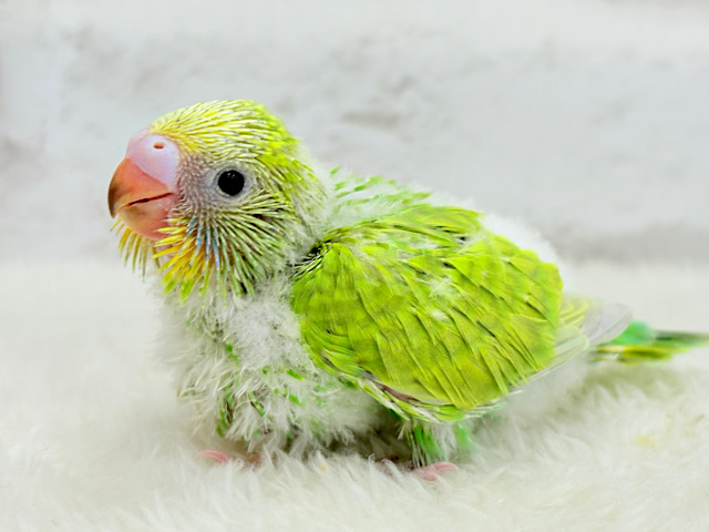 マイナスイオン発生中🌳🫧森林グリーンに癒される𓈒𓏸︎︎︎︎ 𓈒𓂂𓏸セキセイインコ(スパングル) ヒナ