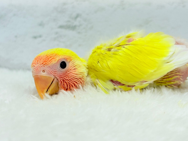 明るさ担当🐣🧡ビビットです🍊🍋コザクラインコ(ルチノー) ヒナ