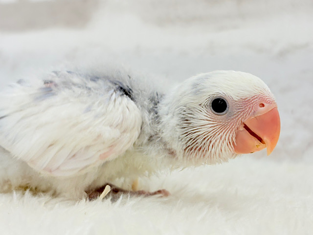唯一無二♡オシャレカラーのべっぴんさん🐣💖コザクラインコ(バイオレットオパーリンパイド) ヒナ