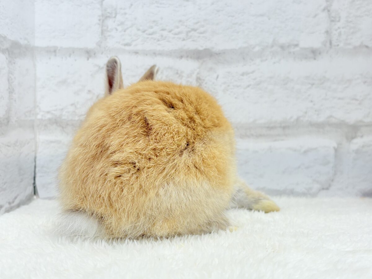 ネザーランドドワーフ