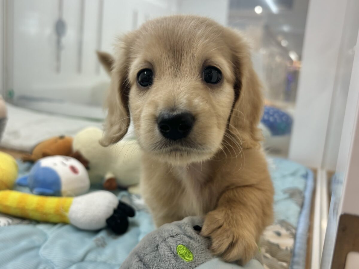 ボク…大型犬じゃないよ？？ミニチュアダックスフンドくん！