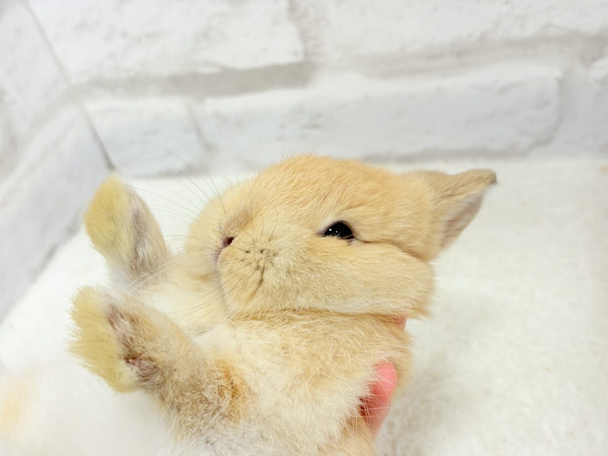 ネザーランドドワーフ