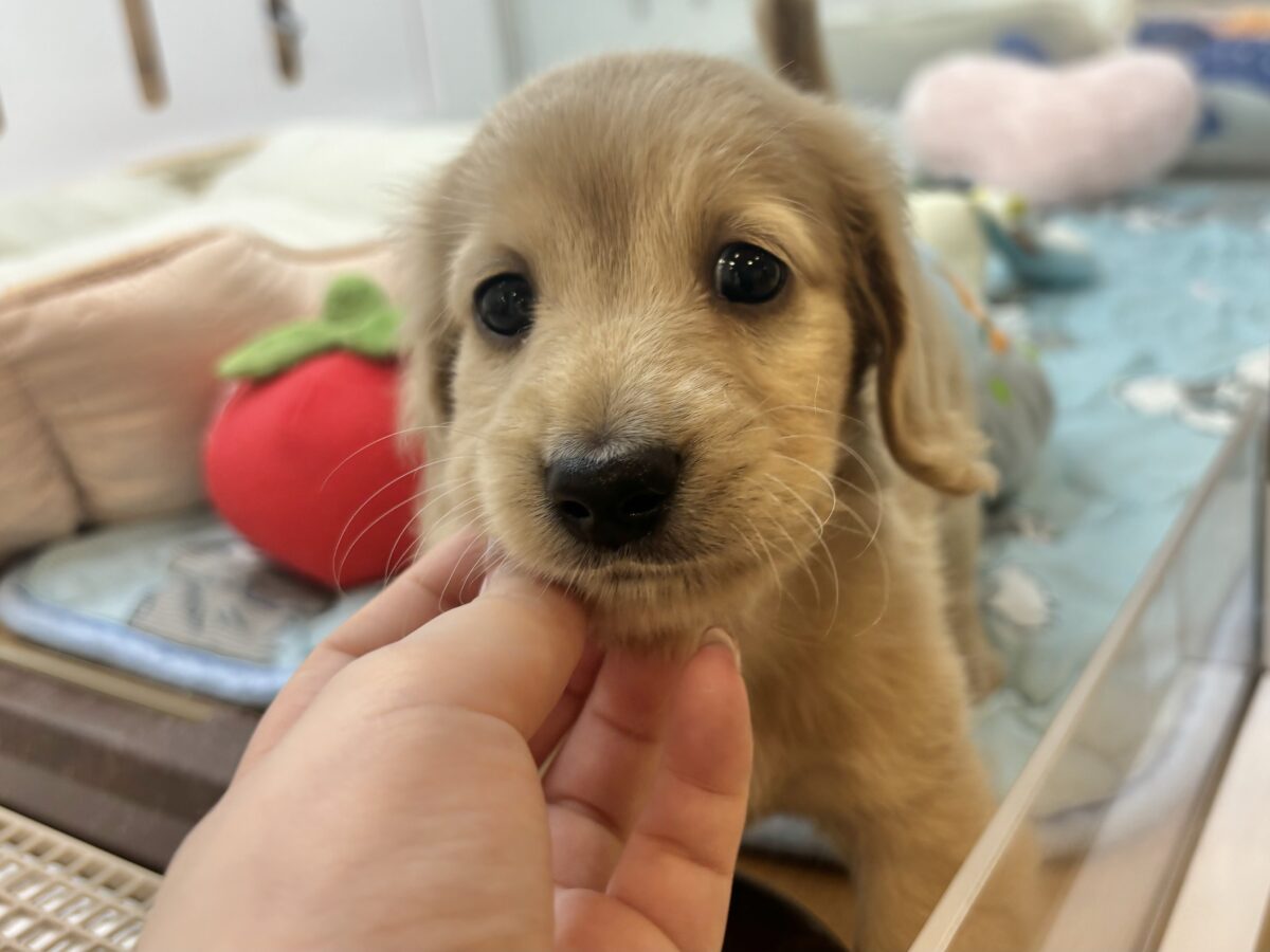 ミニチュアダックス
