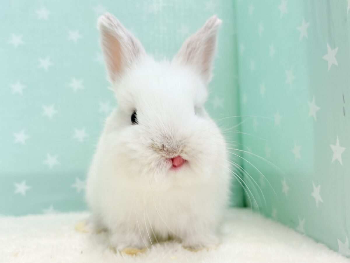 ネザーランドドワーフ