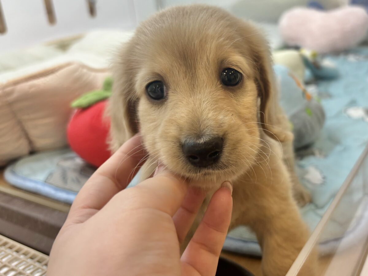 ミニチュアダックス