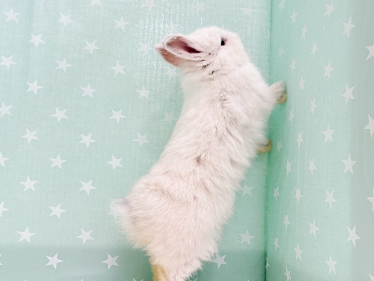 ネザーランドドワーフ