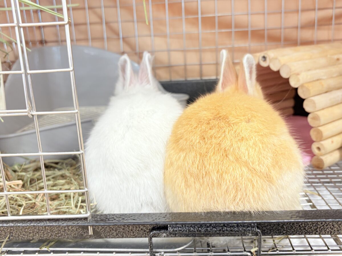 ネザーランドドワーフ