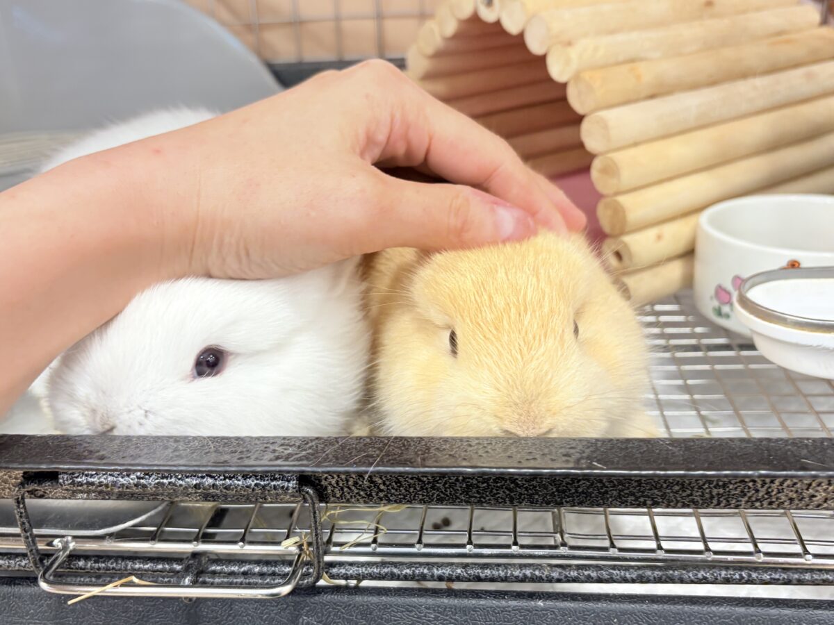 ネザーランドドワーフ