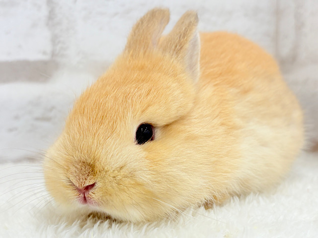 もふふわ♡お人形さんみたいな可愛さ🐰🧡ネザーランドドワーフ(オレンジ) 男の子