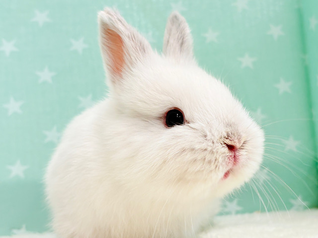 ぷくぷくほっぺ♥可愛さ止まらない🐰💖ネザーランドドワーフ(フロスティ) 男の子