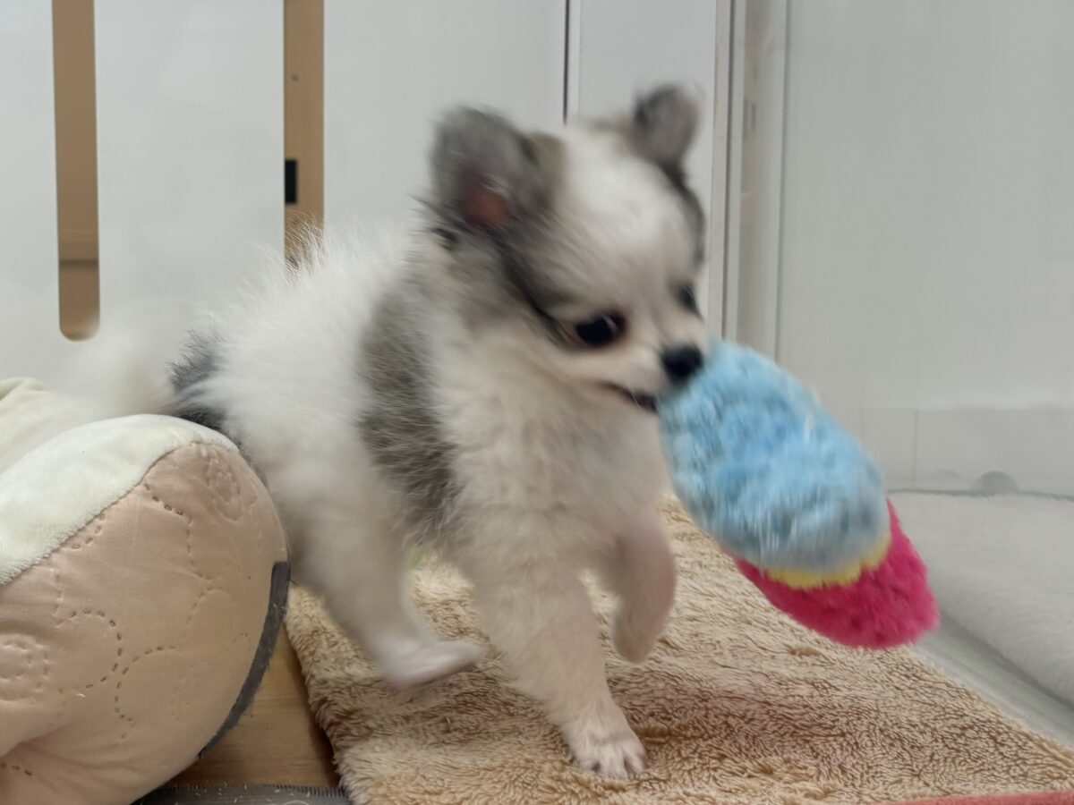 ポメチー（ポメチワ）