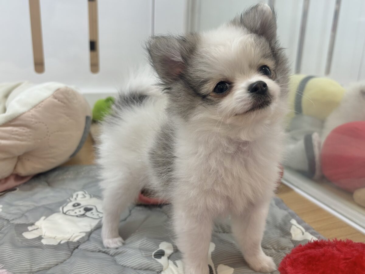 ポメチー（ポメチワ）