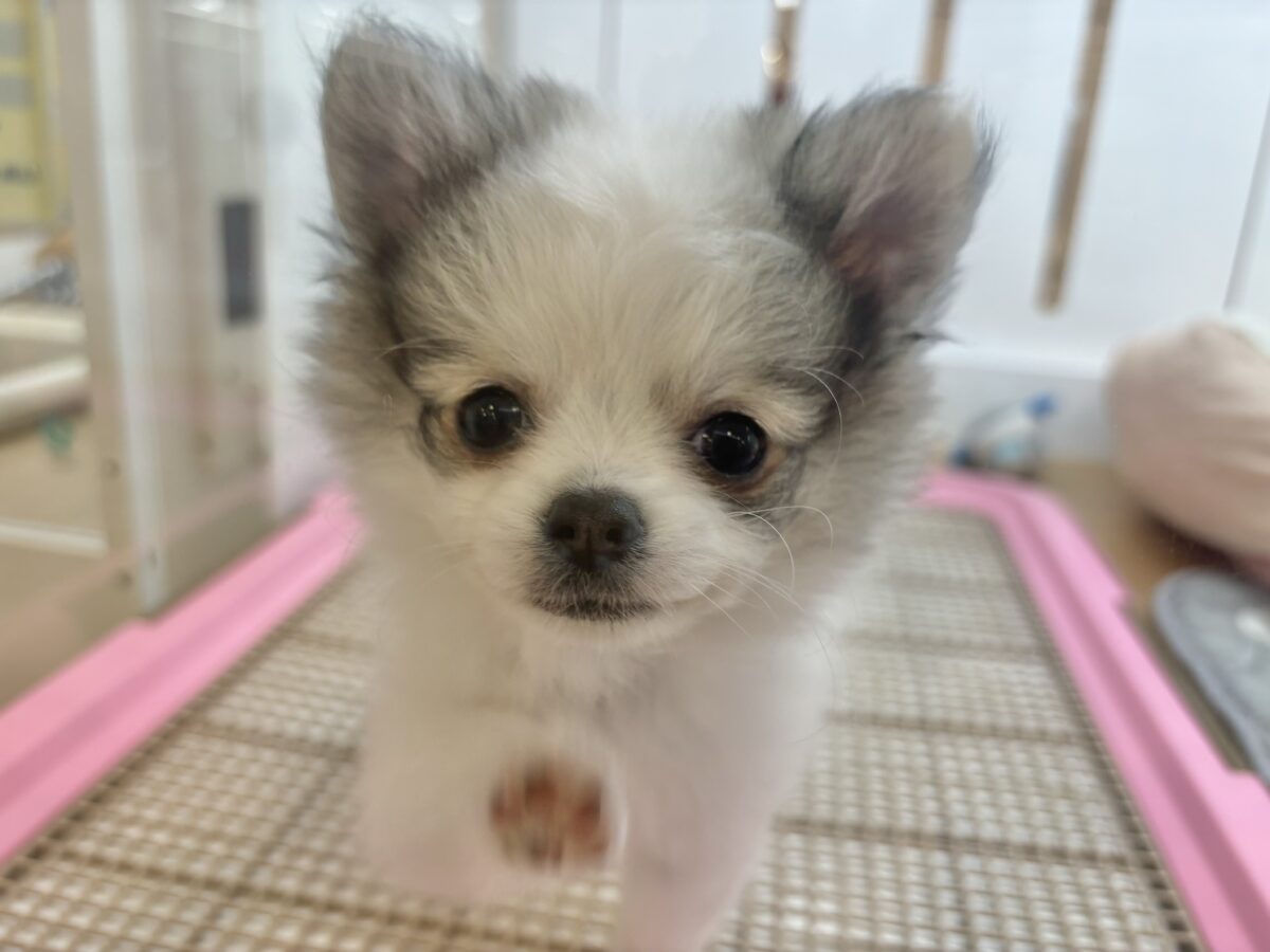 ポメチー（ポメチワ）
