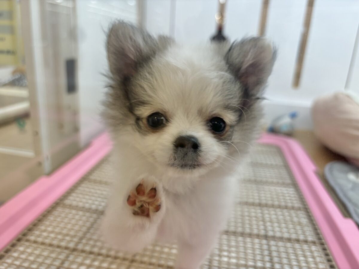ポメチー（ポメチワ）
