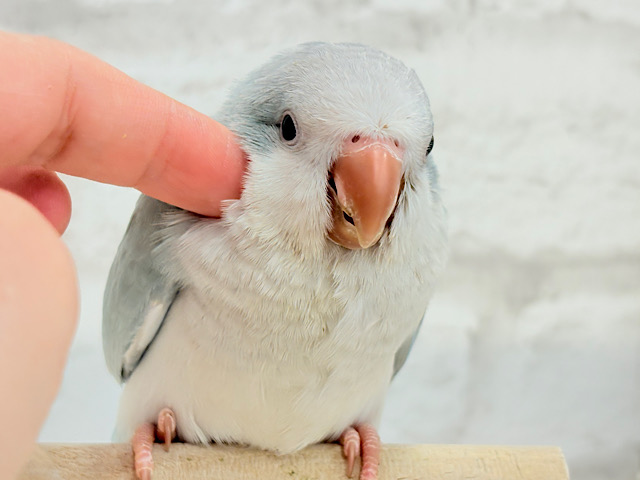 少しずつ甘えモードになっていく🐣💖オキナインコ(ブルーパリド) ヒナ
