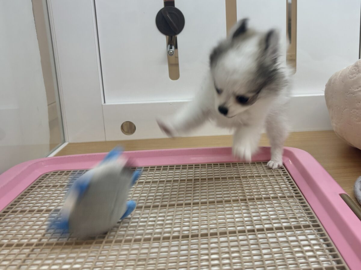ポメチー（ポメチワ）